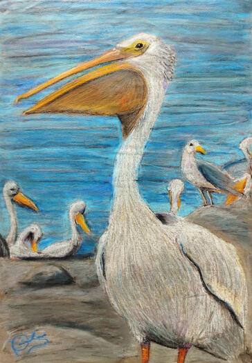 Pelícanos asoleados / Chalk pastels on paper