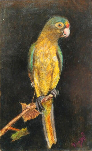 Cotorro / Chalk pastels on paper