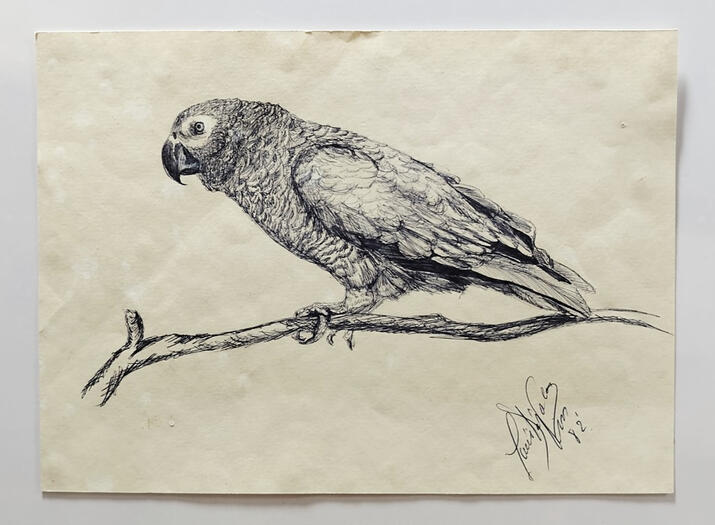 Periquito con bolígrafo azul / Pen on paper